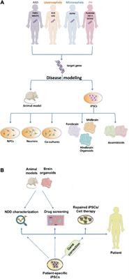 Research models of neurodevelopmental disorders: The right model in the right place